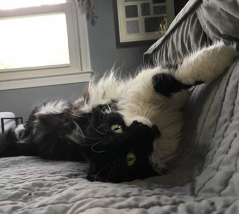 A cat laying on its back on the bed